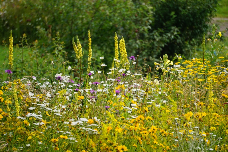 "Pictorial Meadows" praderas pictoricas de flores multicolor de enorme valor ornamental, creadas por  profesores Nigel Dunnett y James Hitchmough, ahora en España con Miguel García