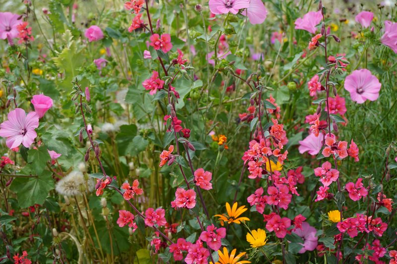 "Pictorial Meadows" praderas pictoricas flores multicolor valor ornamental Nigel Dunnett