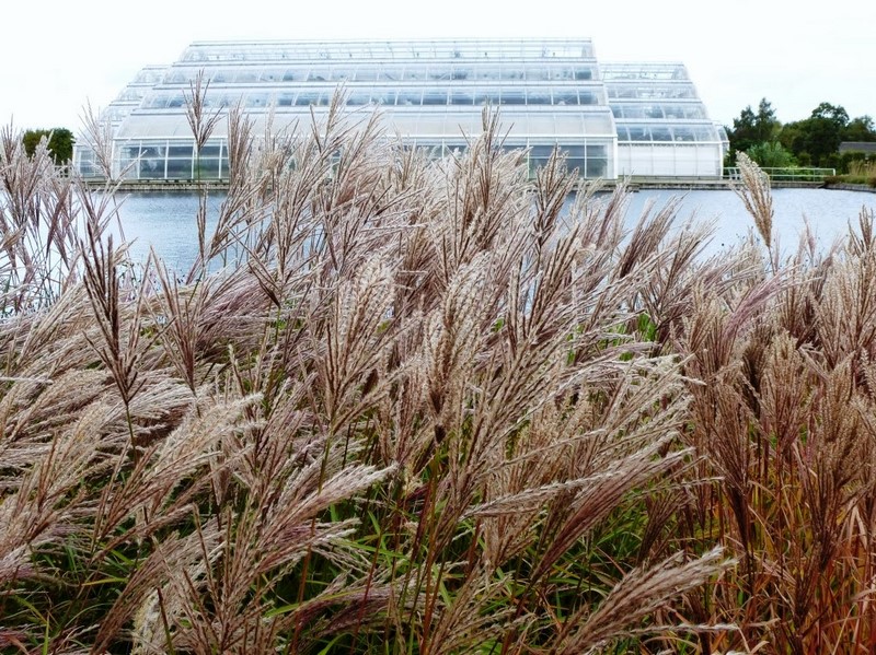 Glasshouse Borders Wisley Oudolf