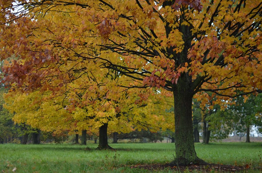 Arboreto Arboretum