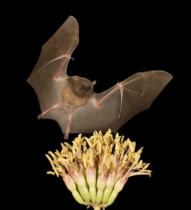 murciélagos biodiversidad control plagas
