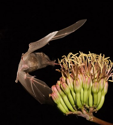 murciélagos biodiversidad control plagas