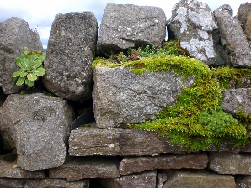 muro de piedra seca y suculentas
