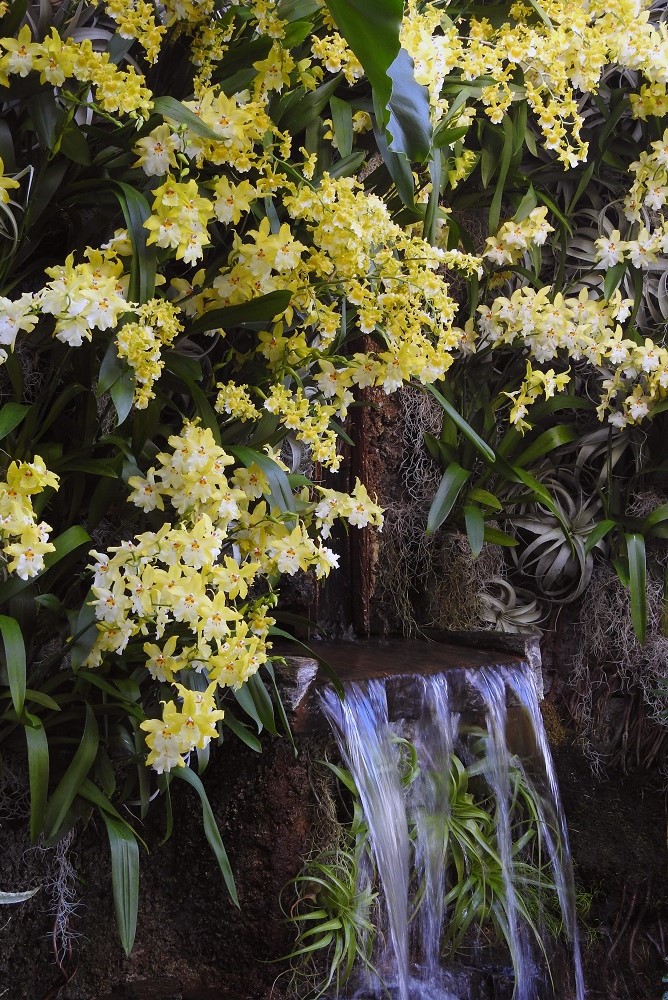 jardín tropical con cascada de agua, tillandsias y orquídeas