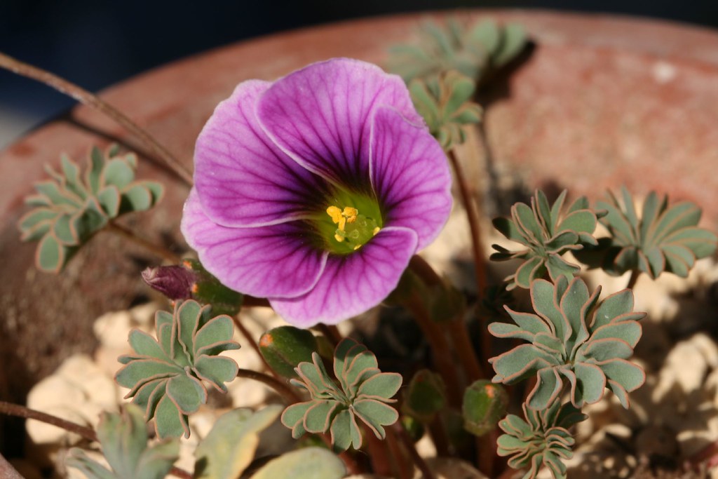 Variedades de Oxalis