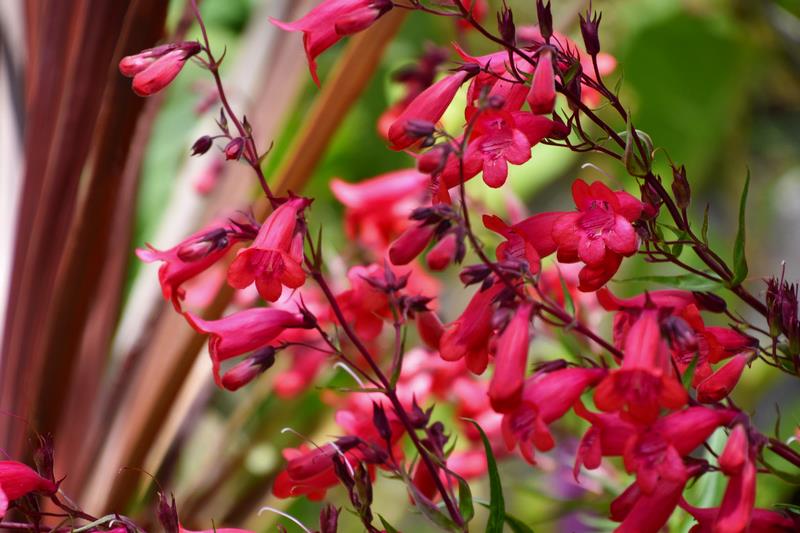 Flores de campanilla de Penstemon en color rojo
