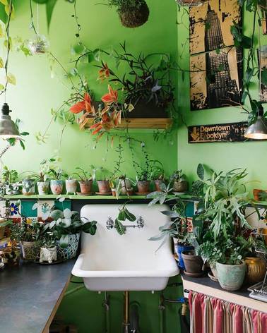 Muchas plantas en maceta en apartamento con paredes verdes