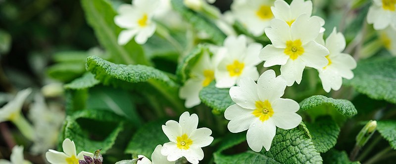 Flores blancas de primula vulgaris