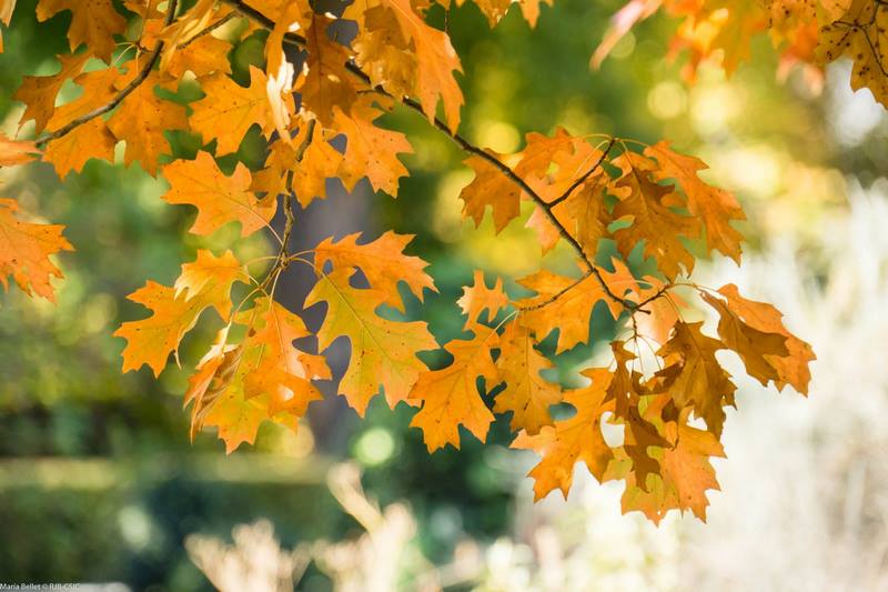 Hojas amarillas de roble en otoño en jardin botánico (Quercus robur)