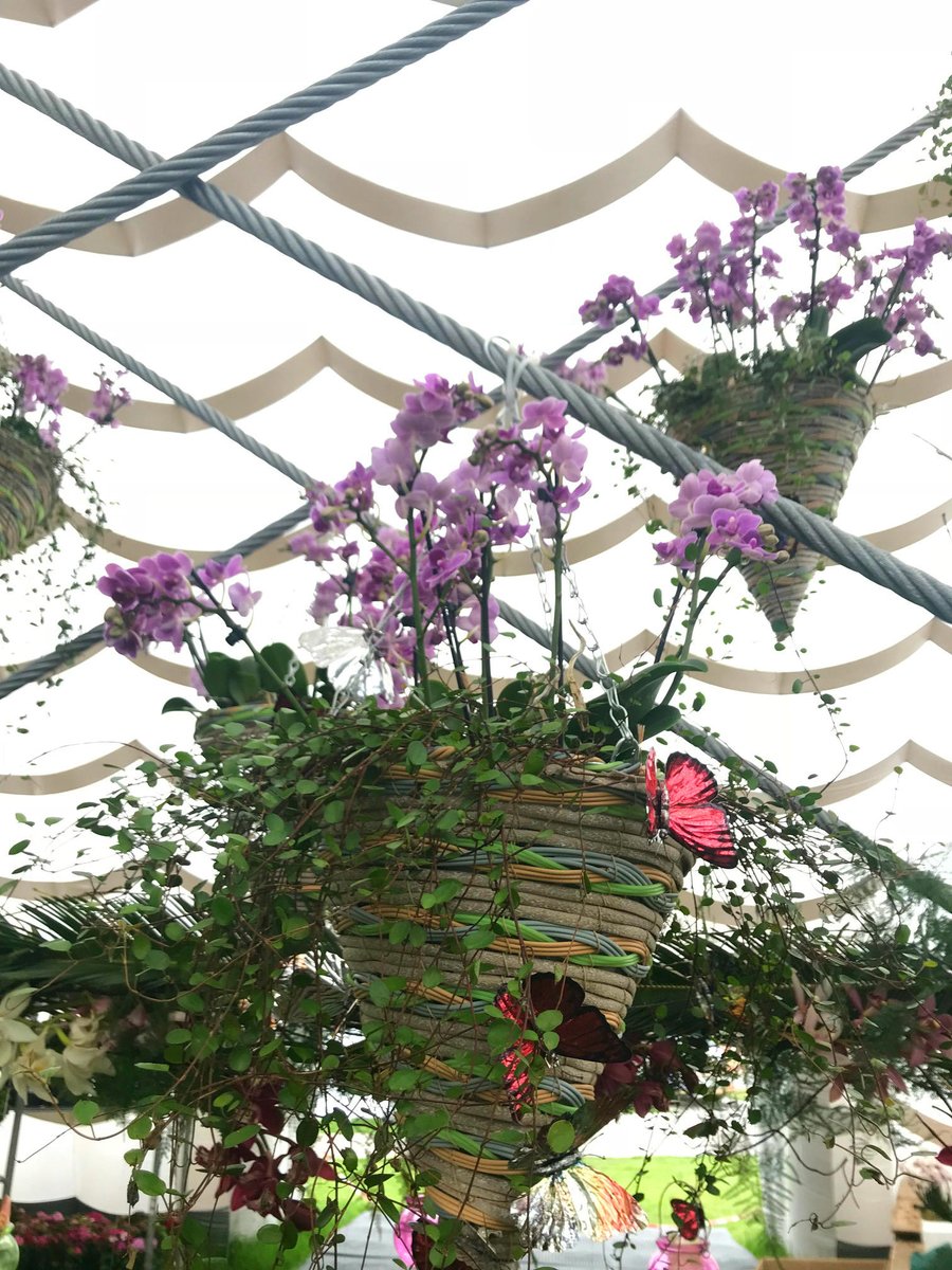 Cesta colgante de mimbre en forma de nido con orquídeas phalaepnosis color rosa