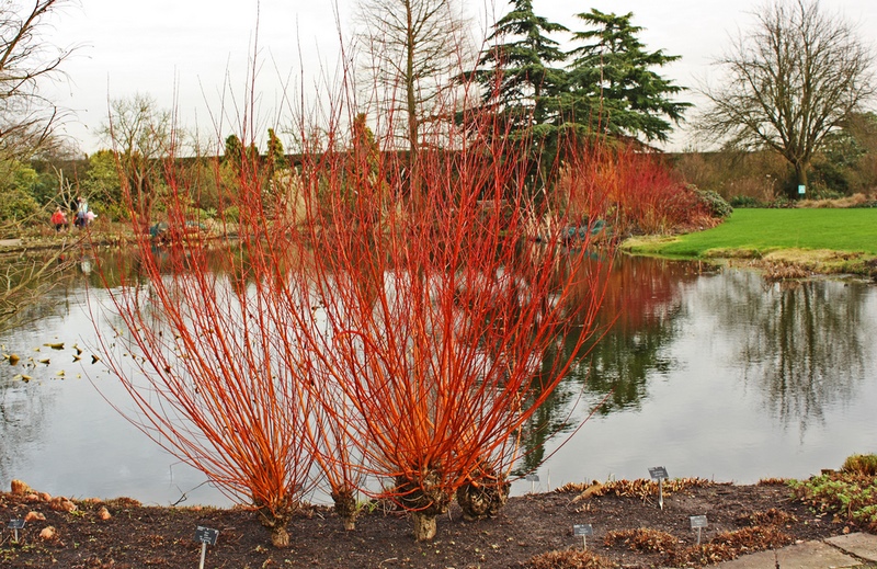 Tallos color rojo sauce (salix) en jardin invierno