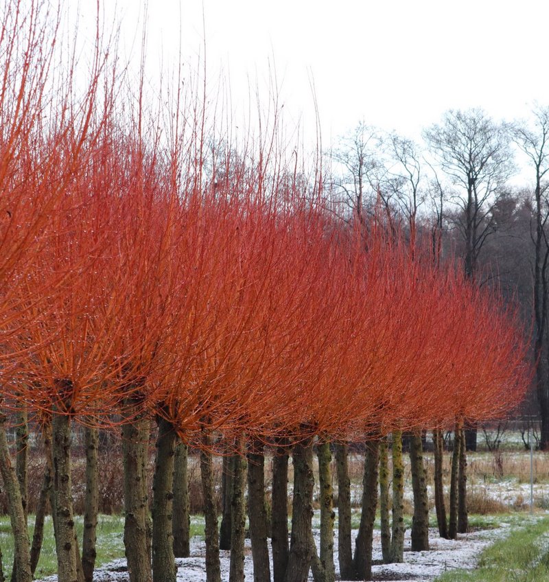 Tallos color rojo sauce (salix) en jardin invierno
