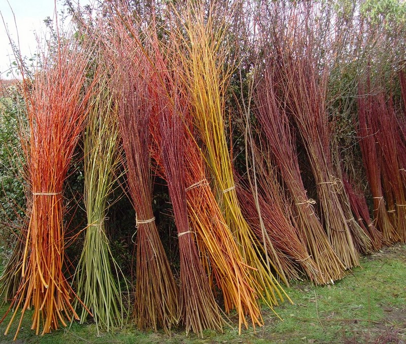Coloridos tallos de sauce (Salix) willow
