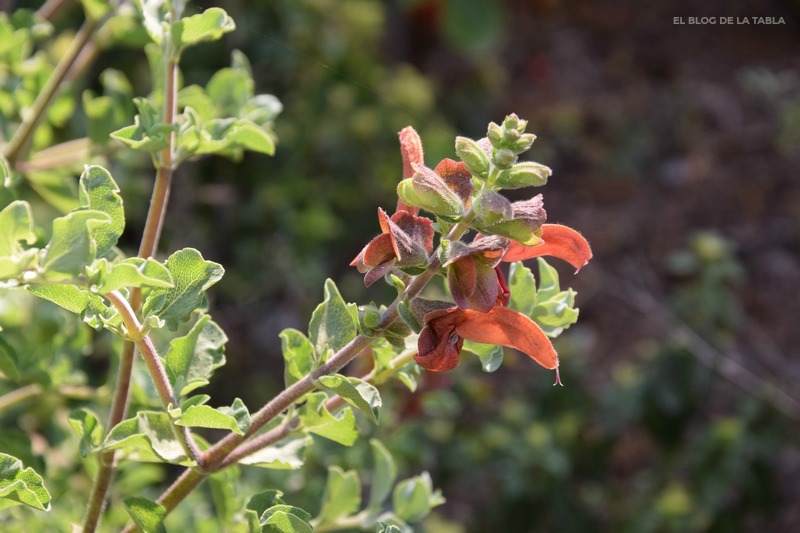 plantas mediterráneas