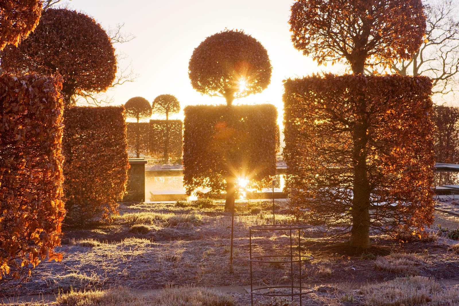 Setos de haya bajo el sol invernal en jardines Broughton Grange
