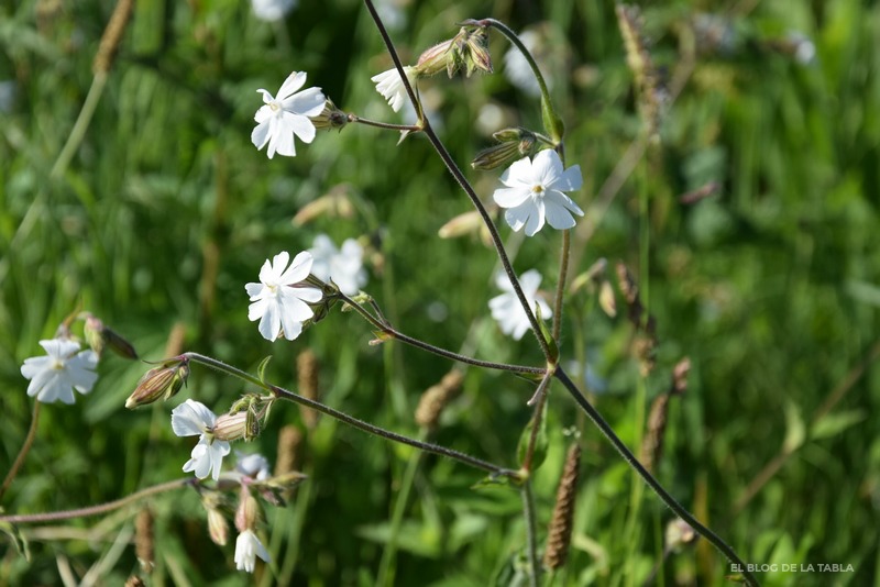 flores silvestres color blanco