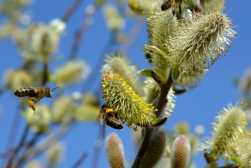 Amentos de sauce (Salix) sos-polinizadores-bee-abejas-abejorros-flores (14)