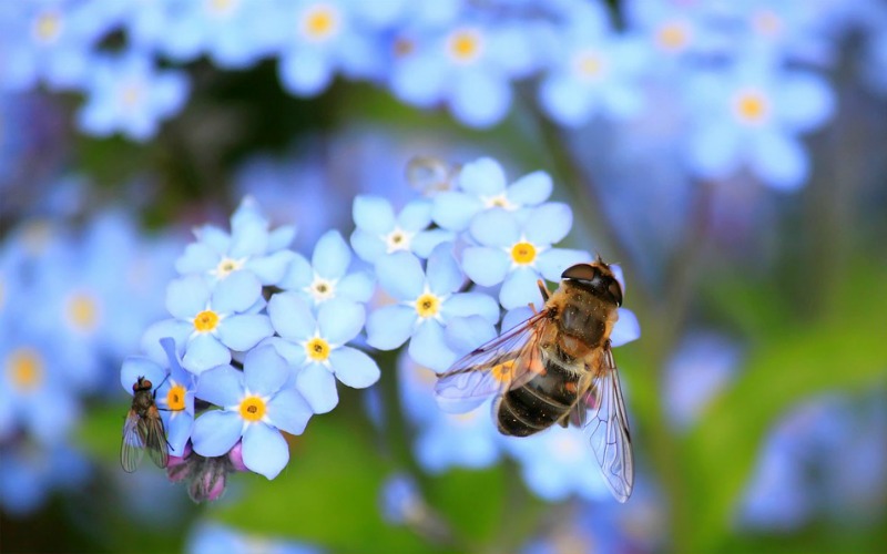 Myosotis (Nomeolvides, forget me not). "SOS polinizadores" y las flores favoritas de abejas y abejorros