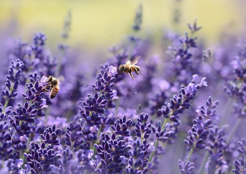 Lavandula (lavanda) "SOS polinizadores" y las flores favoritas de abejas y abejorros