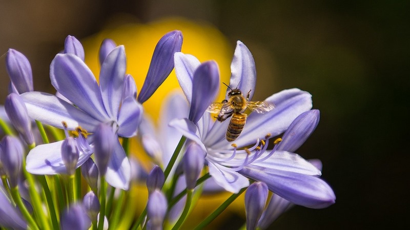 Agapanthus africanus (agapanto) "SOS polinizadores" y las flores favoritas de abejas y abejorros