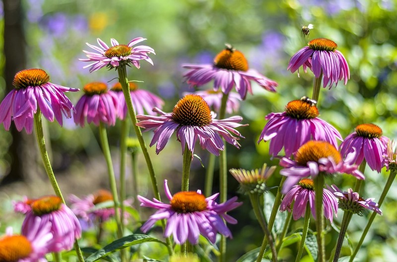 Equinacea-sos-polinizadores-bee-abejas-abejorros-flores (14)