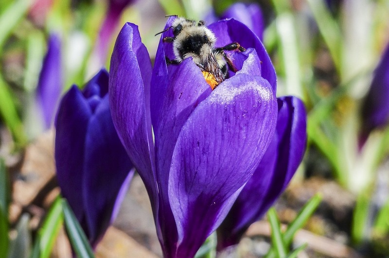 Crocus (Azafran) "SOS polinizadores" y las flores favoritas de abejas y abejorros