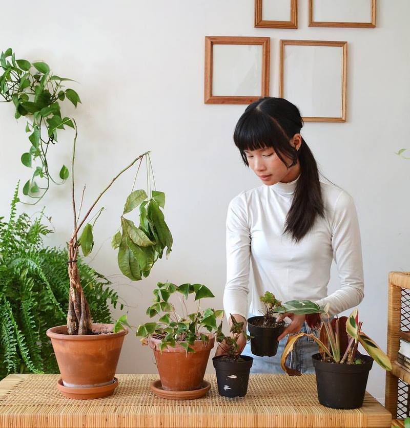 macetas con plantas verdes en interior de casa