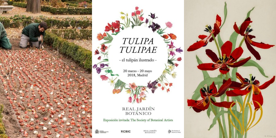 recorrido histórico a través de la ilustración botánica del tulipán (Tulipa)
