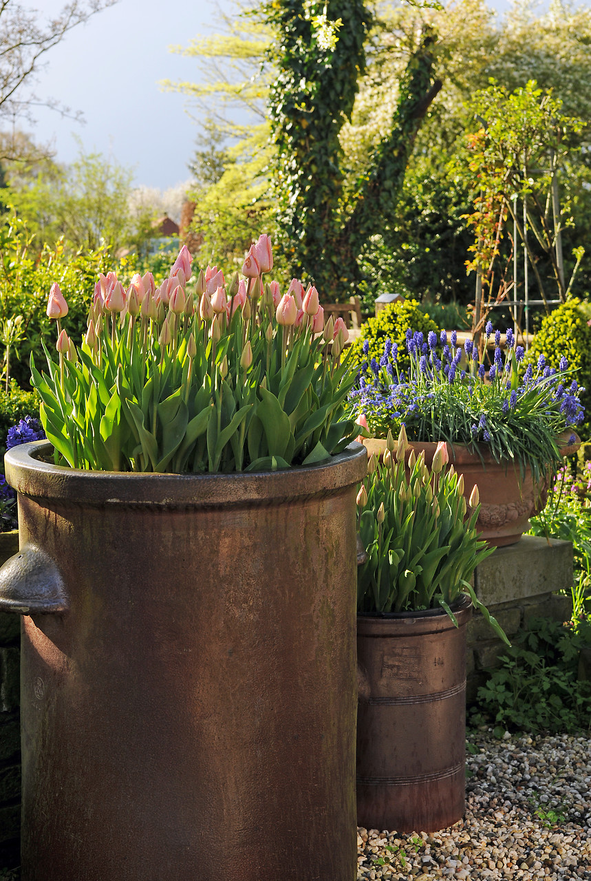 Inspiración con tulipanes en macetas, contenedores y jardineras - EL BLOG  DE LA TABLA