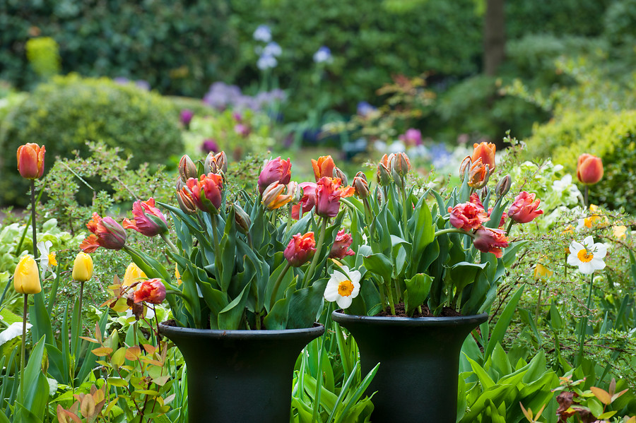Tulipanes cultivados en maceta