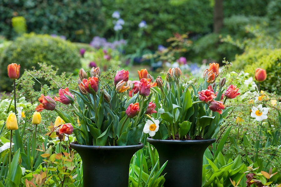 Inspiración con tulipanes en macetas, contenedores y jardineras - EL BLOG  DE LA TABLA