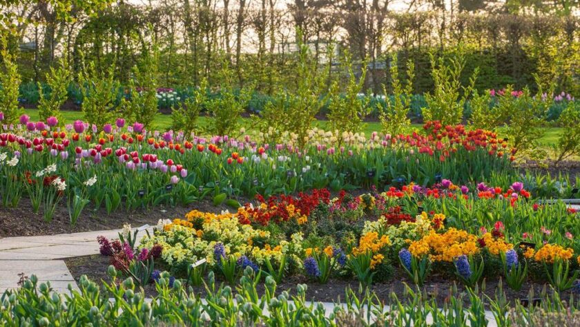 Tulipanes, narcisos, jacintos, alhelíes y otras flores de primavera en RHS Garden Wisley