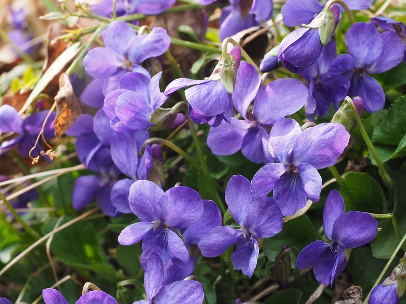 Violetas en el jardín. Viola odorata - EL BLOG DE LA TABLA