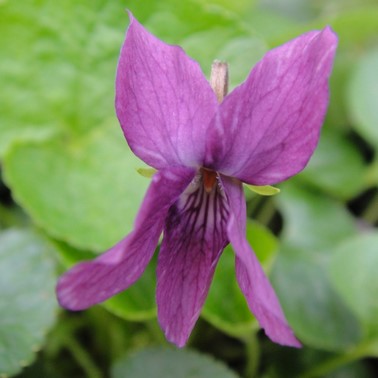 flor de violeta