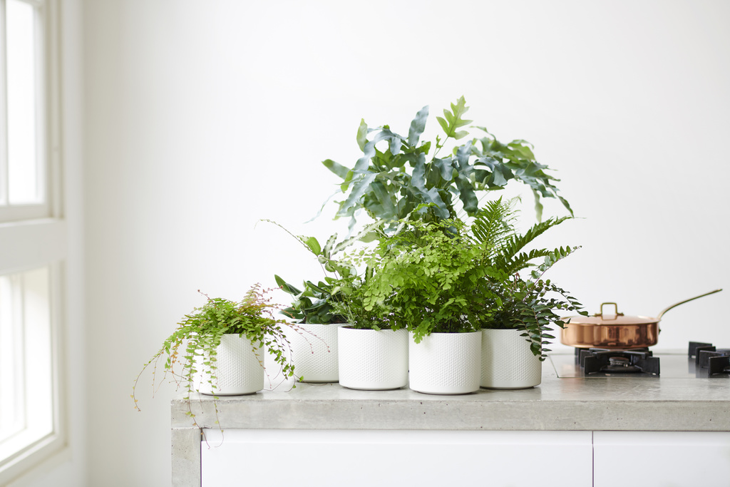 Plantas de interior y calidad del aire