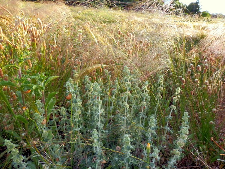 Artemisia assoana Willk.; Plantago lagopus
