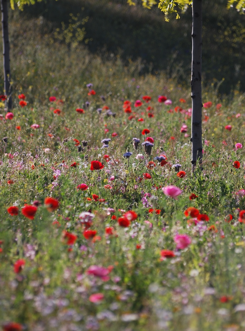 "Pictorial Meadows" praderas pictoricas flores multicolor valor ornamental, profesores Nigel Dunnett,James Hitchmough