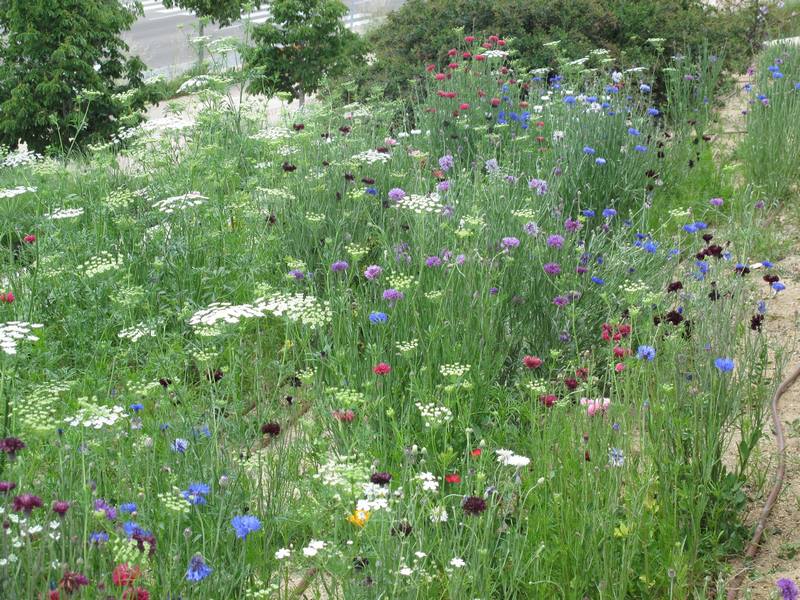 "Pictorial Meadows" praderas pictoricas flores multicolor valor ornamental, profesores Nigel Dunnett,James Hitchmough