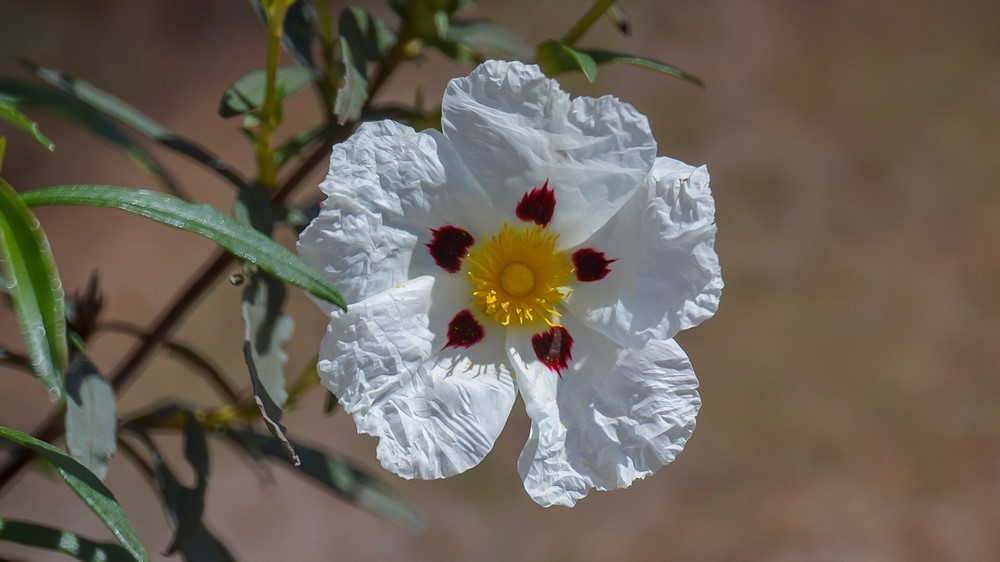 cistus ladanifer