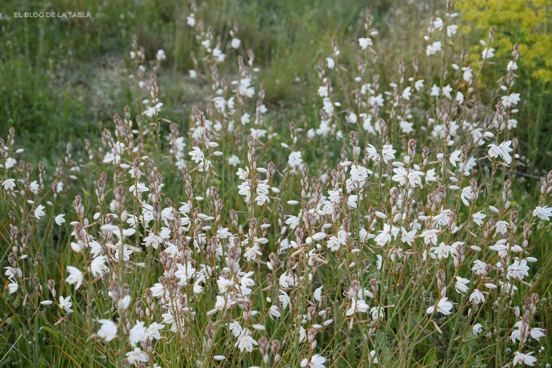 flores silvestres blancas
