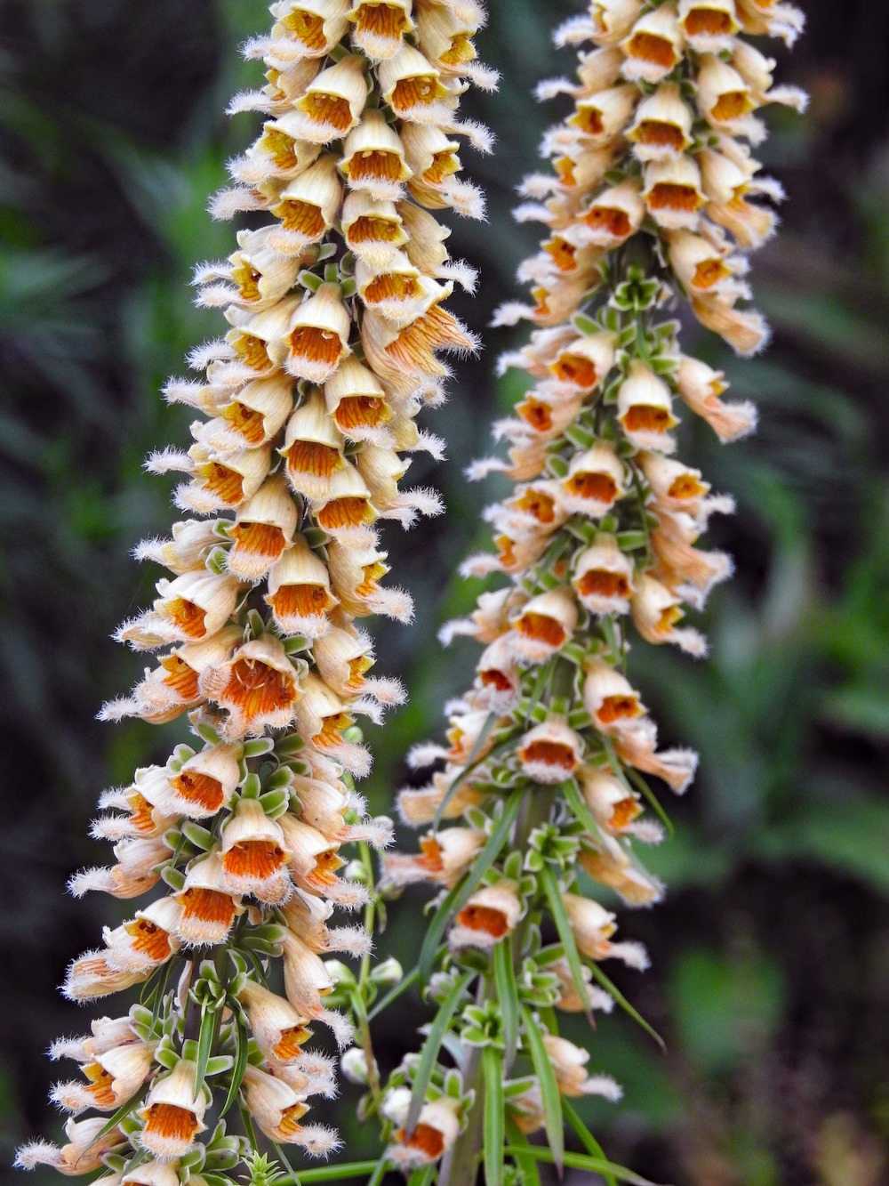 Altas espigas de flores de digitalis o dedaleras