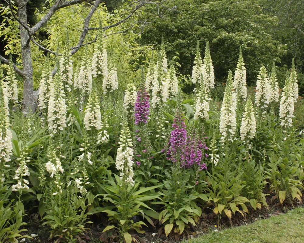 Digitalis o dedaleras 