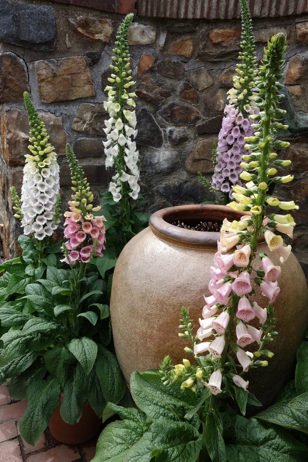 Digitalis o dedaleras 