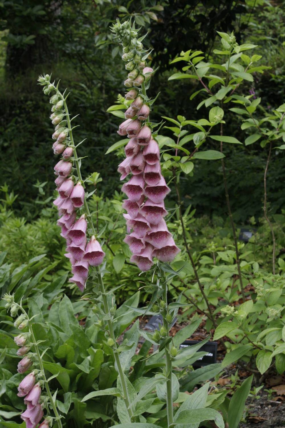 Altas espigas de flores de digitalis o dedaleras