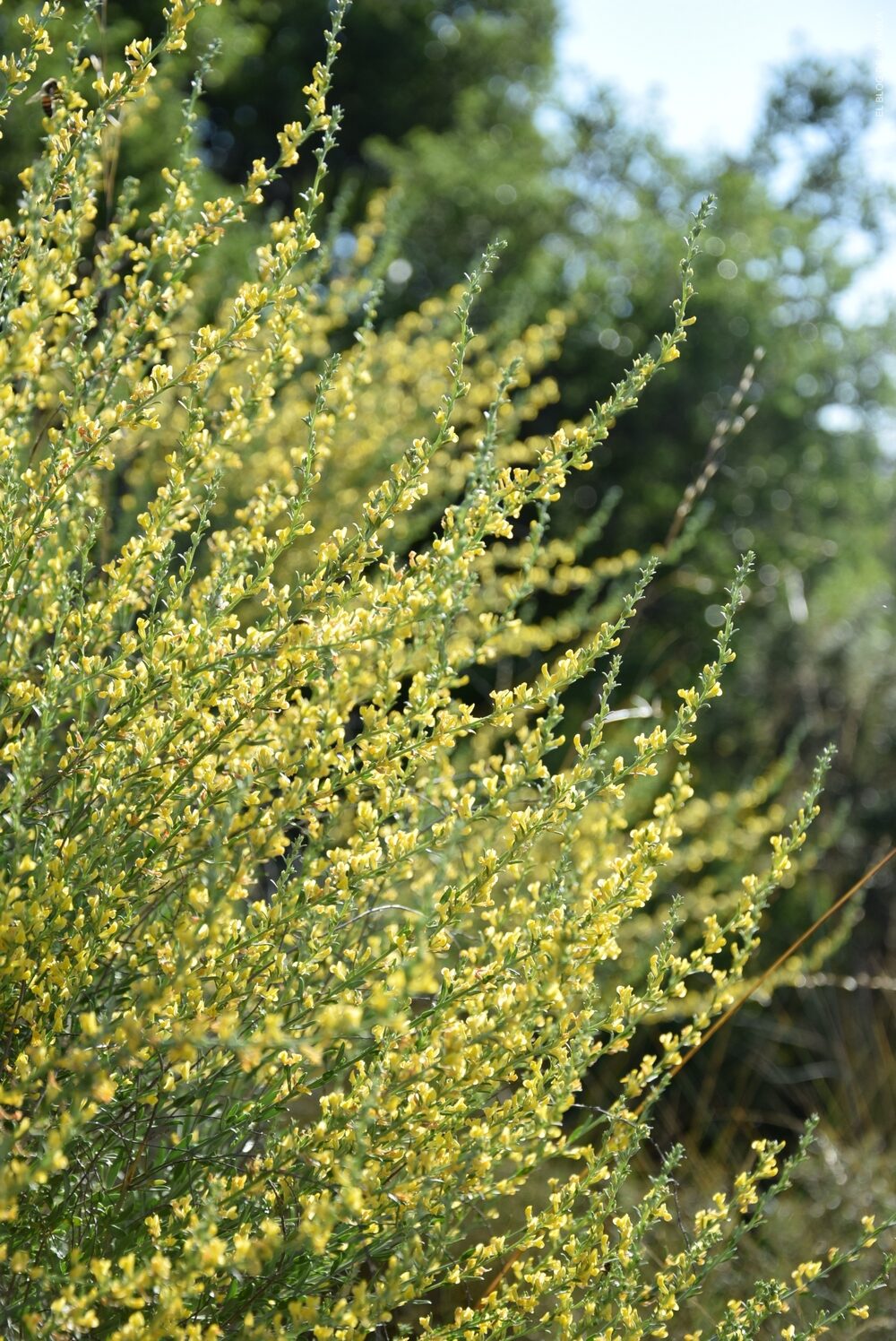 Inflorescencias en espigas de flores amarillas de la Albaida (Anthyllis cytisoides)
