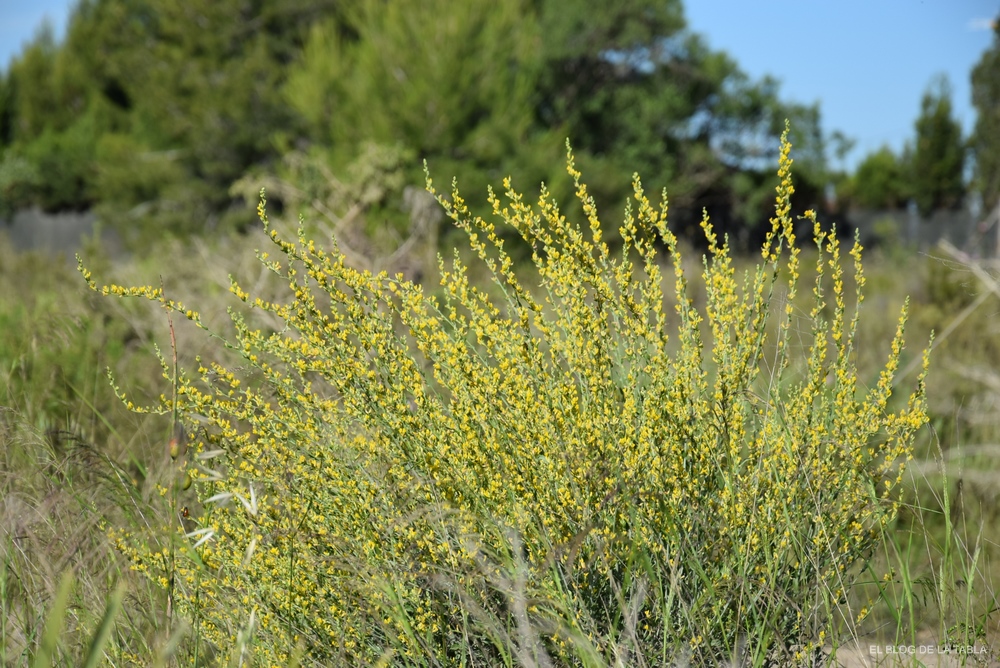 Espigas de flores amarillas de Albaida (Anthyllis cytisoides)