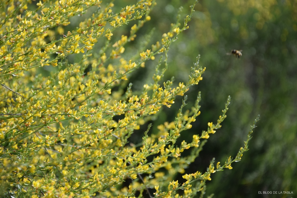 Albaida (Anthyllis cytisoides)