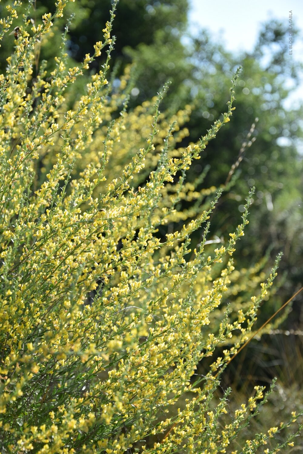 Inflorescencia en espigas flores amarillas de Anthyllis cytisoides albaida