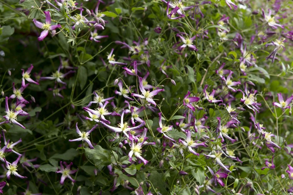 Clematis flammula