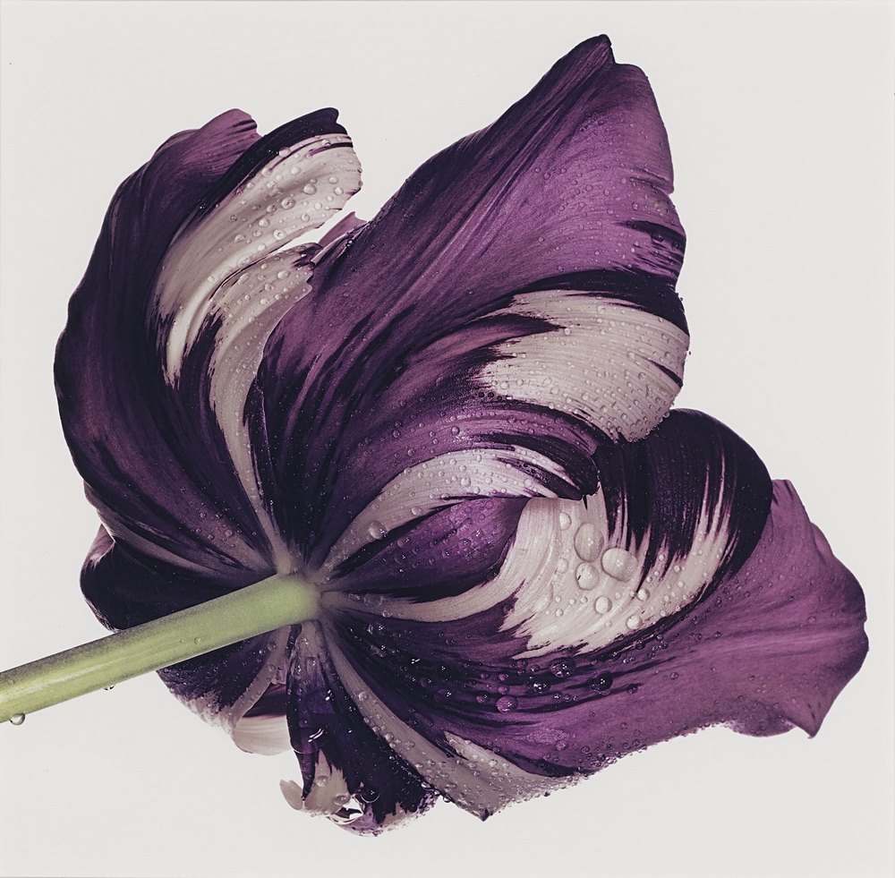 Fotografía flores de Irving Penn. 